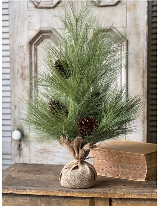 Long Needle Pine Tree