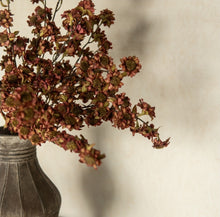 Load image into Gallery viewer, Maroon Daisy Bush ~22&quot;