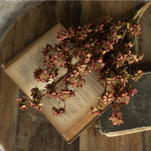 Load image into Gallery viewer, Maroon Daisy Bush ~22&quot;