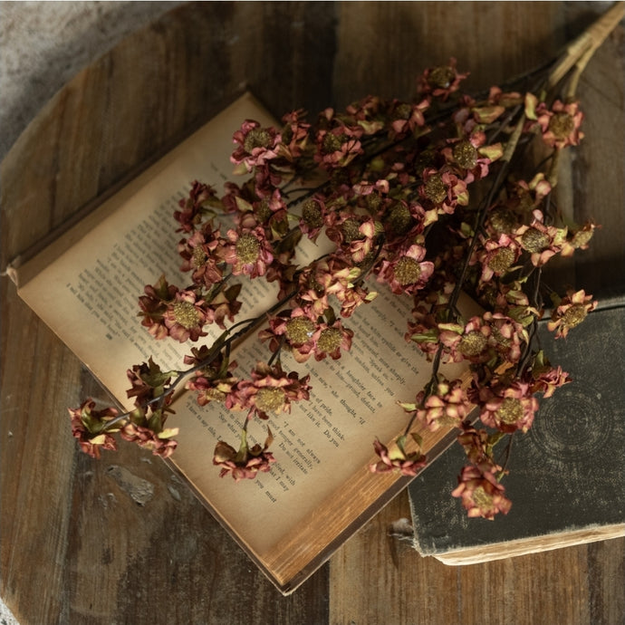 Maroon Daisy Bush ~22