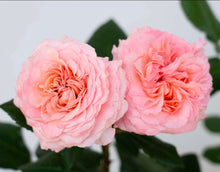 Load image into Gallery viewer, Martha Stewart Rose ~ Bloomables