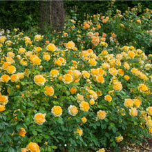 Load image into Gallery viewer, Molineux English Rose Shrub~ David Austin