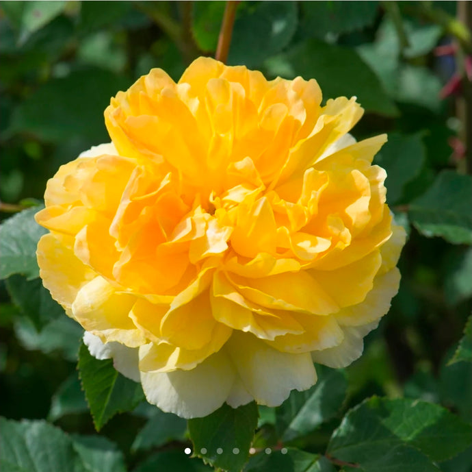 Molineux English Rose Shrub~ David Austin