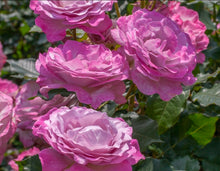 Load image into Gallery viewer, Nicole Carol Miller Rose ~ Bloomables