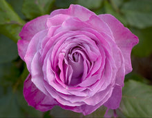 Load image into Gallery viewer, Nicole Carol Miller Rose ~ Bloomables