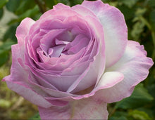 Load image into Gallery viewer, Nicole Carol Miller Rose ~ Bloomables