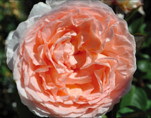 Load image into Gallery viewer, Parfuma Bliss Rose ~ Bloomables