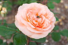 Load image into Gallery viewer, Parfuma Bliss Rose ~ Bloomables