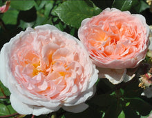 Load image into Gallery viewer, Parfuma Bliss Rose ~ Bloomables