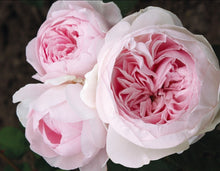Load image into Gallery viewer, Parfuma Earth Angel Rose ~ Bloomables