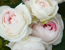 Load image into Gallery viewer, Parfuma Earth Angel Rose ~ Bloomables
