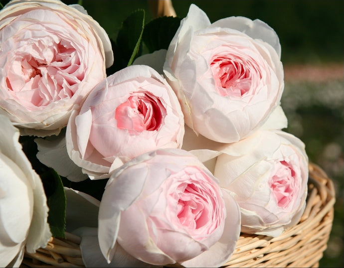 Parfuma Earth Angel Rose ~ Bloomables