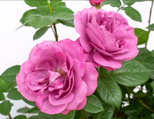 Load image into Gallery viewer, Sunbelt Plum Perfect Rose ~ Bloomables