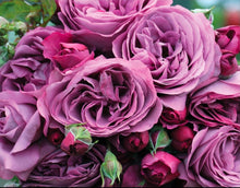 Load image into Gallery viewer, Sunbelt Plum Perfect Rose ~ Bloomables
