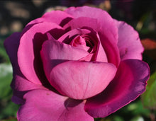 Load image into Gallery viewer, Sunbelt Plum Perfect Rose ~ Bloomables