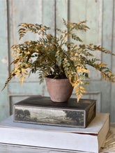 Load image into Gallery viewer, Fall Potted Autumn Fern ~ Moss