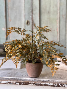 Fall Potted Autumn Fern ~ Moss