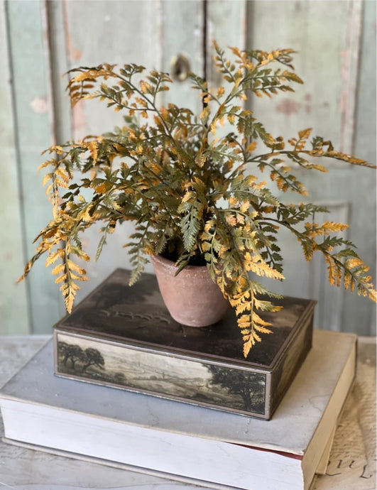 Fall Potted Autumn Fern ~ Moss