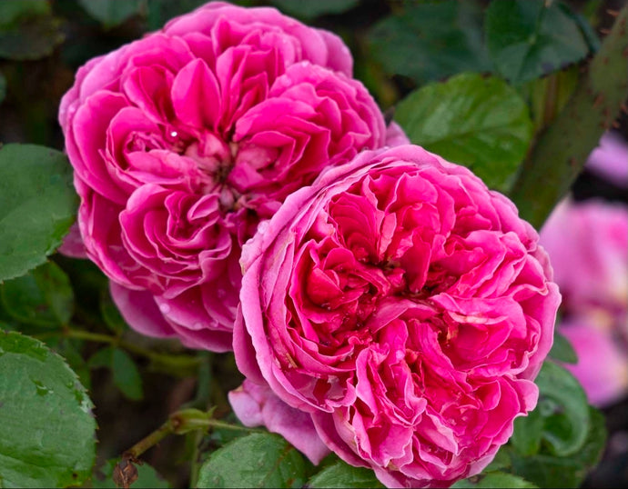 Powerpuff Pink Rose ~ Bloomables