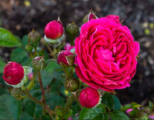 Load image into Gallery viewer, Powerpuff Pink Rose ~ Bloomables