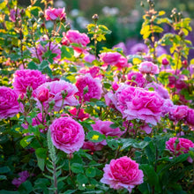 Load image into Gallery viewer, Princess Alexandra of Kent English Rose Shrub~ David Austin