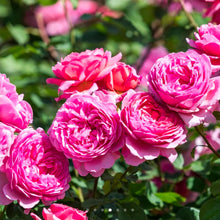 Load image into Gallery viewer, Princess Alexandra of Kent English Rose Shrub~ David Austin