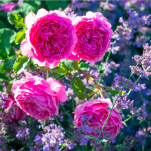 Load image into Gallery viewer, Princess Alexandra of Kent English Rose Shrub~ David Austin