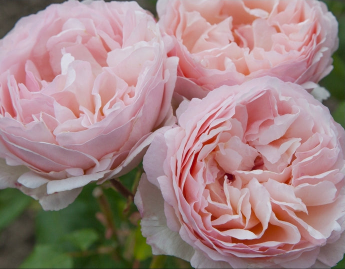 Princess Charlene De Monaco Rose ~ Bloomables
