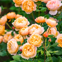 Load image into Gallery viewer, Roald Dahl English Rose Shrub~ David Austin
