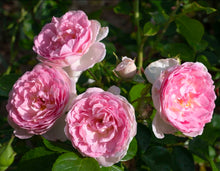 Load image into Gallery viewer, Romantica Ballgown Rose ~ Bloomables