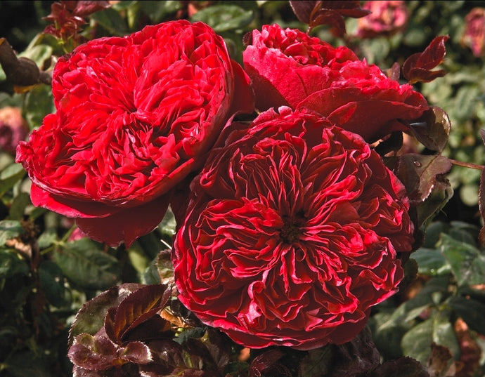 Rouge Royale Rose ~ Bloomables