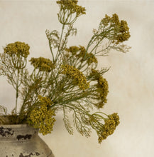 Load image into Gallery viewer, Green Queen Anne Lace Stem