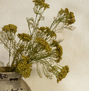 Green Queen Anne Lace Stem
