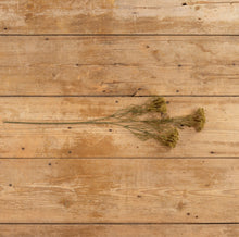 Load image into Gallery viewer, Green Queen Anne Lace Stem