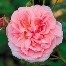 Load image into Gallery viewer, Strawberry Hill Climbing English Rose~ David Austin