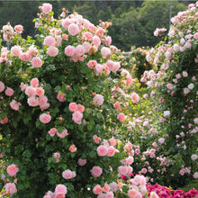 Load image into Gallery viewer, Strawberry Hill Climbing English Rose~ David Austin