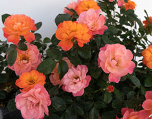 Load image into Gallery viewer, Sugar Candy Rose ~ Bloomables