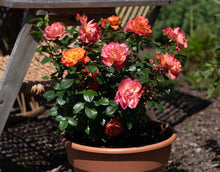 Load image into Gallery viewer, Sugar Candy Rose ~ Bloomables