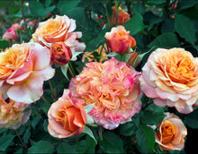 Load image into Gallery viewer, Sunbelt Crazy Love Rose ~ Bloomables