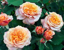 Load image into Gallery viewer, Sunbelt Crazy Love Rose ~ Bloomables