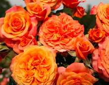 Load image into Gallery viewer, Sunbelt Crazy Love Rose ~ Bloomables