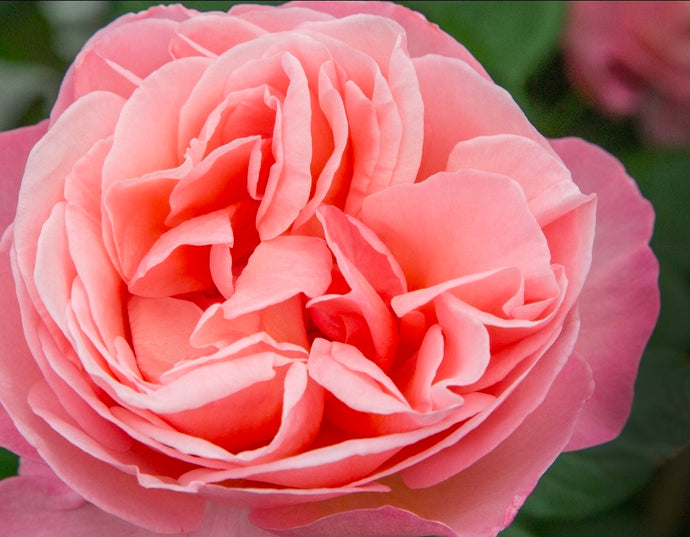 Sweet Mademoiselle Rose ~ Bloomables