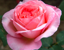 Load image into Gallery viewer, Sweet Mademoiselle Rose ~ Bloomables