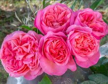 Load image into Gallery viewer, Sweet Mademoiselle Rose ~ Bloomables