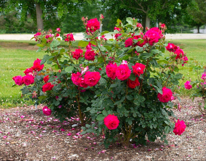 Sweet Spirit Rose ~ Bloomables