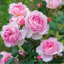 Load image into Gallery viewer, The Ancient Mariner English Rose Shrub~ David Austin