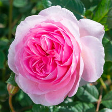 Load image into Gallery viewer, The Ancient Mariner English Rose Shrub~ David Austin