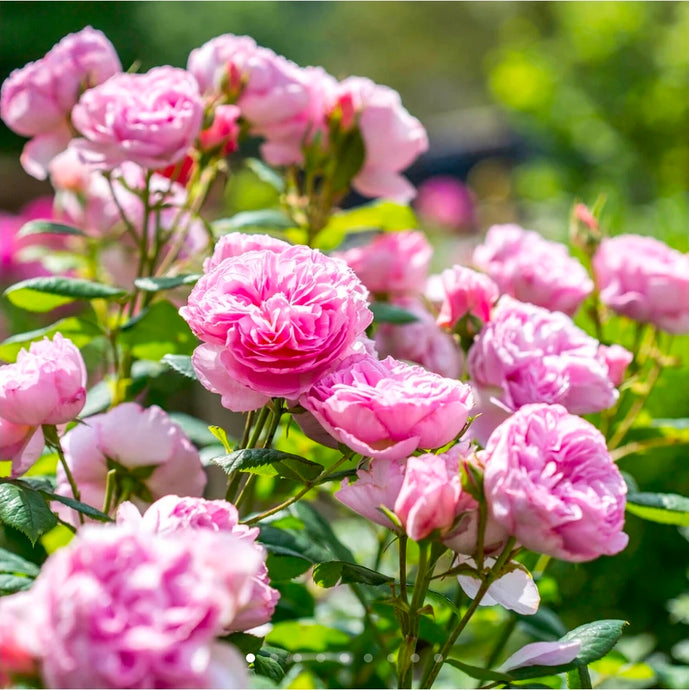 The Ancient Mariner English Rose Shrub~ David Austin