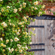 Load image into Gallery viewer, The Pilgrim Climbing English Rose~ David Austin
