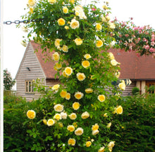 Load image into Gallery viewer, The Pilgrim Climbing English Rose~ David Austin